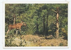  Kurische Nehrung, Elch Elche