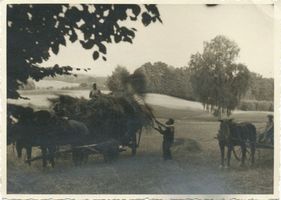 Podangen, Kreis Preußisch Holland Podangen, Erntearbeiten auf dem Gut 