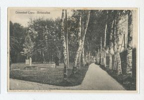 Cranz Kr. Samland, Ort, Kreis Samland Cranz, Birkenallee 