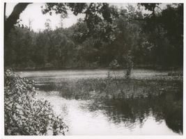  Masuren, Drenske See bei Osterode, schwimmende Insel Masurische Seen