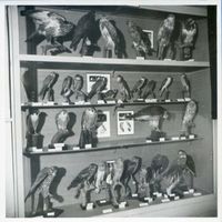 Rossitten Kr. Samland, Kreis Samland Rossitten Kr. Samland, Vogelwarte, Vogelsammlung im Vitrinenschrank Rossitten Kr. Samland, Vogelwarte