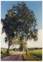 Kronau Kr. Lötzen, Kreis Lötzen Kronau Kr. Lötzen, Birkenallee vor Kronau Кронау, округ Лётцен, берёзовая аллея перед Кронау