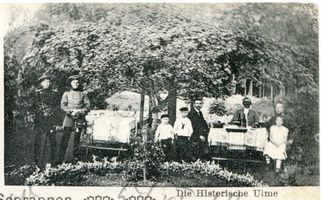 Seerappen, Kreis Samland Seerappen, Die Historische Ulme Зераппен, исторический вяз