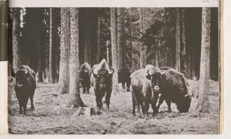  Rominter Heide, Reichsjägerhof, Wisente äsen im Gehege Rominter Heide, Förstereien