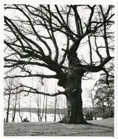  Niedersee (See), Urwaldbaum Masuren, Niedersee