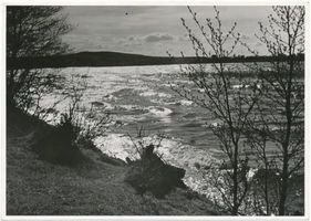  Dobensee, Weidenkätzchen im Frühling Masurische Seen