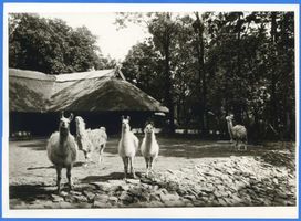 Königsberg (Pr.), Stadtkreis Königsberg Königsberg (Pr.), Tiergarten, Lamas Königsberg, Tiergarten