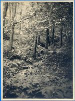 Sickenhöfen, Kreis Samland Sickenhöfen, Bach im Wald 
