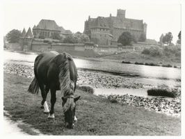 Marienburg, Westpr., Kreis Marienburg Marienburg i. Westpr., Die Marienburg von der Nogatseite XXXIV Marienburg, Schloß
