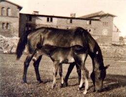 Waldau Kr. Samland, Ort, Kreis Samland 