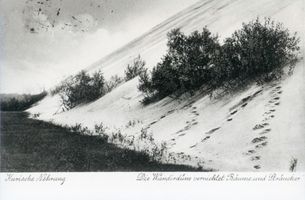  Kurische Nehrung, Die Wanderdüne vernichtet Bäume und Sträucher Куршская коса, бродячая дюна уничтожает деревья и кустарники