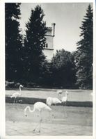 Königsberg (Pr.), Stadtkreis Königsberg Königsberg (Pr.), Tiergarten, Flamingowiese vor dem Aussichtsturm Кёнигсберг (Пр.), зоопарк, луг фламинго перед смотровой башней