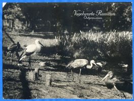 Rossitten Kr. Samland, Kreis Samland Rossitten Kr. Samland, Vogelwarte, Störche u. a. 