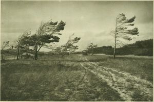  Kurische Nehrung, Vom Weststurm zerzauste Nehrungskiefern 