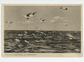  Kurisches Haff, Möwen im Kielwasser 