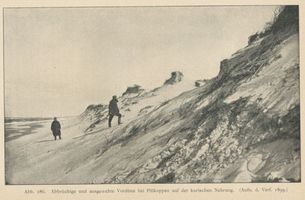 Pillkoppen, Kreis Samland Pillkoppen, Abbrüchige und ausgewehte Vordüne bei Pillkoppen Пилькоппен, обрывистая и развеянная передовая дюна у Пилькоппена