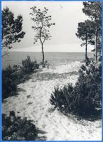  Kurische Nehrung, Wanderdüne und bepflanzte Düne südlich von Nidden II Nidden, Landschaft - Ostsee - Umgebung