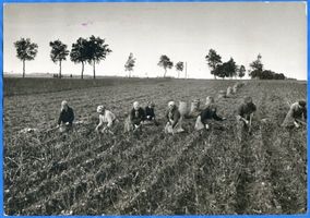  Großes Moosbruch, Kartoffelernte an der Straße zum Gr. Moosbruch 