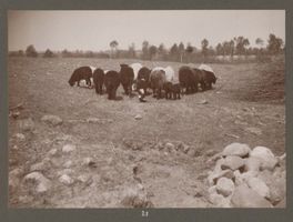 Baitenberg, Kreis Lyck 