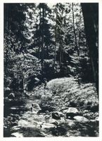  Treuburg (Kreis), Bodetal im Treuburger Staatsforst Тройбург (округ), Бодеталь в тройбургском государственном лесу