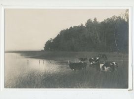 Upalten Kr. Angerburg, Kreis Angerburg Upalten Kr. Angerburg, Kühe im Uferbereich 