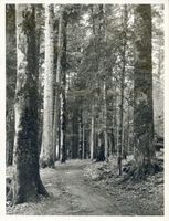  Rominter Heide, Waldweg 