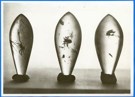 Königsberg (Pr.), Stadtkreis Königsberg Königsberg (Pr.), Bernsteinerzeugnisse, Eingeschlossene Insekten Кёнигсберг (Пр.), изделия из янтаря, насекомые в янтаре