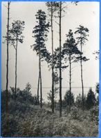  Frisches Haff, Im Wald bei Korschenruh Фришский залив, в лесу у Коршенру