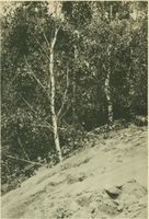  Kurische Nehrung, Unter der Wanderdüne sterbender Wald Kurische Nehrung, Dünen