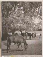 Trakehnen, Kreis Ebenrode Trakehnen, Gestüt, Pferde auf der Koppel Тракенен, конезавод, лошади на пастбище
