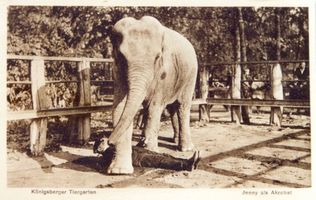 Königsberg (Pr.), Stadtkreis Königsberg Hufenallee Königsberg (Pr.), Tiergarten, Elefant Jenny als Akrobat Königsberg, Tiergarten