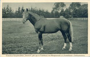 Groß Trakehnen, Kreis Ebenrode Groß Trakehnen, Hauptbeschäler  Parsival  Groß Trakehnen, Hauptgestüt, Beschäler