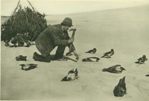  Kurische Nehrung, Der Krajebieter pflockt die Lockkrähen an II 
