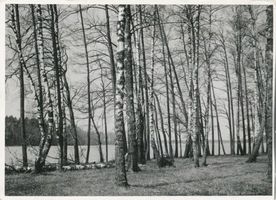  Niedersee (See), Frühling am Niedersee Masuren, Niedersee