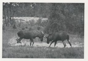  Kurische Nehrung, Zwei junge Elche, ein Sechsender und ein Gabler V Куршская коса, два молодых лося, один шестиконечный, другой с рогами-развилками, V