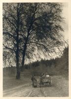  Masuren, Herbstlicher Wald bei Lötzen 
