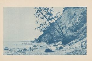 Rauschen Kr. Samland, Kreis Samland Rauschen Kr. Samland, Abgestürzter Baum an der Steilküste Samländische Steilküste