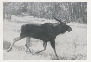  Kurische Nehrung, Ein alter Kämpe , mit starken Schaufeln, trollt suchend durch den Hochwald Куршская коса, старый боец с мощными лопатами бродит в поисках по высокоствольному лесу