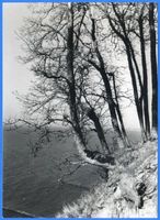 Georgenswalde, Kreis Samland Georgenswalde, Bäume an der Steilküste zwischen Georgenswalde und Warnicken 