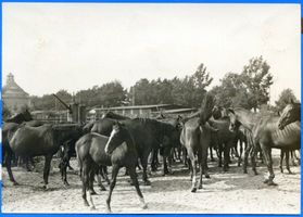 Groß Trakehnen, Kreis Ebenrode Groß Trakehnen, Stuten und Fohlen I 