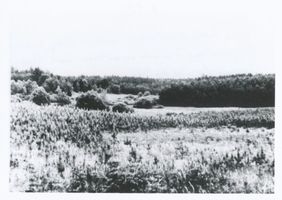 Peterswalde Kr. Heilsberg, Kreis Heilsberg Peterswalde Kr. Heilsberg, Landschaft, Abweg zum Gehöft Franz Grunwald Петерсвальде, уезд Хайльсберг, пейзаж, боковая дорога к усадьбе Франца Грунвальда
