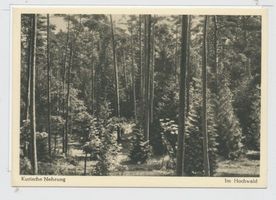  Kurische Nehrung, Im Hochwald 