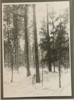 Bennigkeiten, Kreis Tilsit-Ragnit Bennigkeiten, Wald in der Nähe des Ortes 