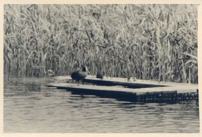 Kirsaiten, Kreis Angerburg Kirsaiten, Schwarze Wasserhühner 