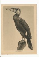 Rossitten Kr. Samland, Kreis Samland Rossitten Kr. Samland, Vogelwarte, Kormoran 
