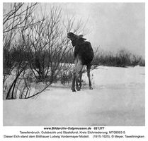 Tawellenbruch, Gutsbezirk und Staatsforst, Kreis Elchniederung 