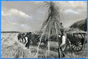 Sorgenau, Kreis Samland Sorgenau, Getreideernte I Зоргенау, уборка зерновых, I