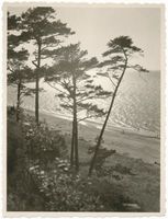 Rauschen Kr. Samland, Kreis Samland Rauschen, Blick auf den Ostseestrand III Rauschen, Strand