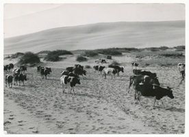  Kurische Nehrung, Kuhherde im Tal des Schweigens III Kurische Nehrung, Dünen