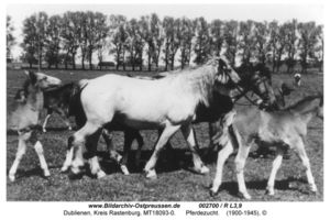 Dublienen, Kreis Rastenburg 